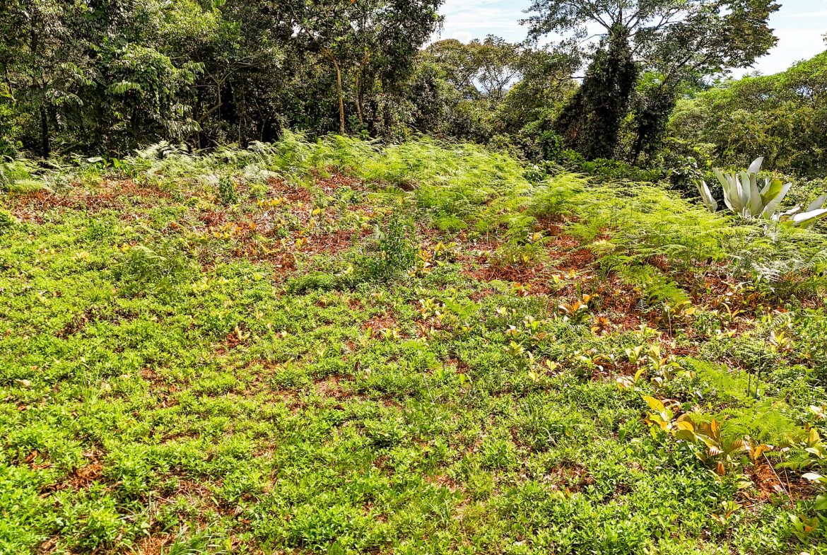 BUILDING PROPERTY WITH MOUNTAIN VIEWS, IN OJOCHAL – 1.75 ACRES