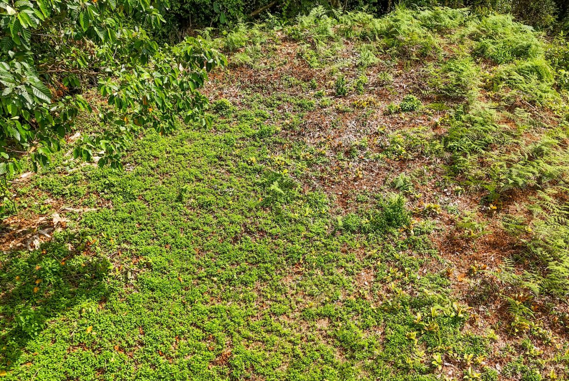 BUILDING PROPERTY WITH MOUNTAIN VIEWS, IN OJOCHAL – 1.75 ACRES