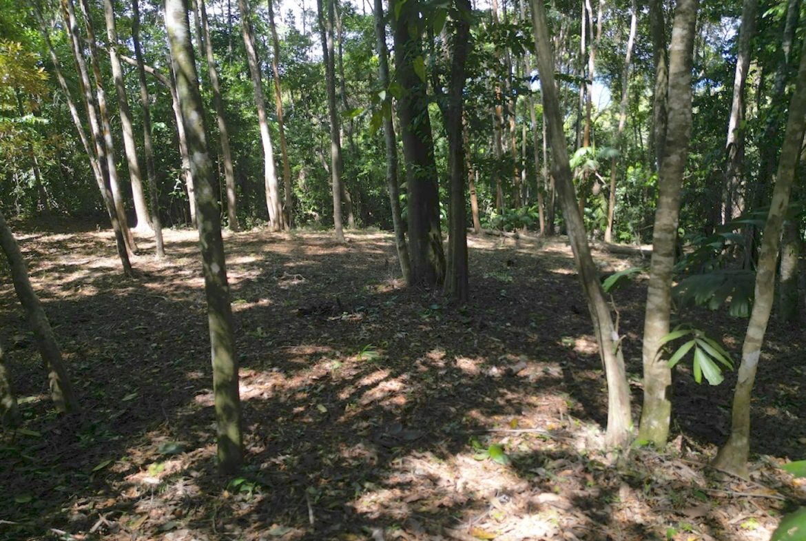 DEVELOPMENT MOUNTAIN  PROPERTY, IN PLATANILLO – 40.7 ACRES