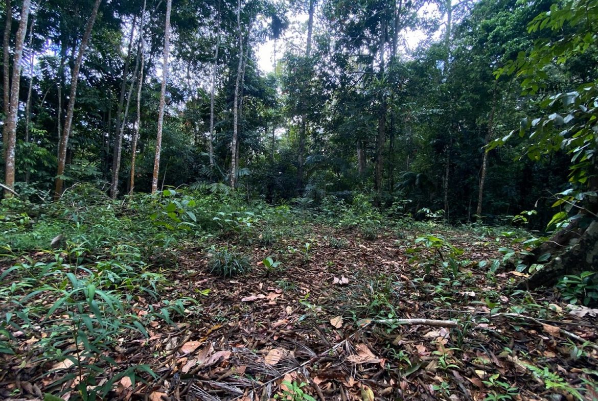 DEVELOPMENT MOUNTAIN  PROPERTY, IN PLATANILLO – 40.7 ACRES