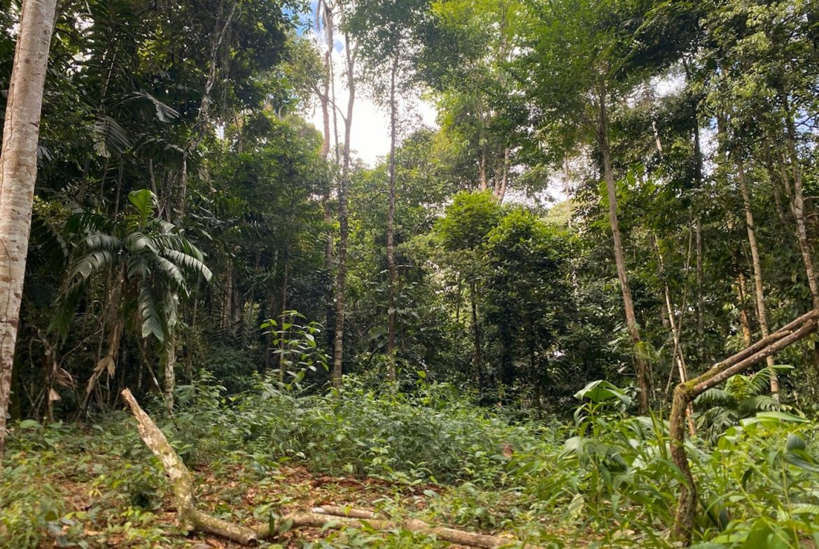 DEVELOPMENT MOUNTAIN  PROPERTY, IN PLATANILLO – 40.7 ACRES