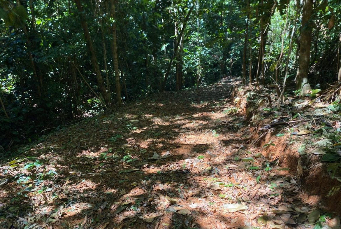 DEVELOPMENT MOUNTAIN  PROPERTY, IN PLATANILLO – 40.7 ACRES