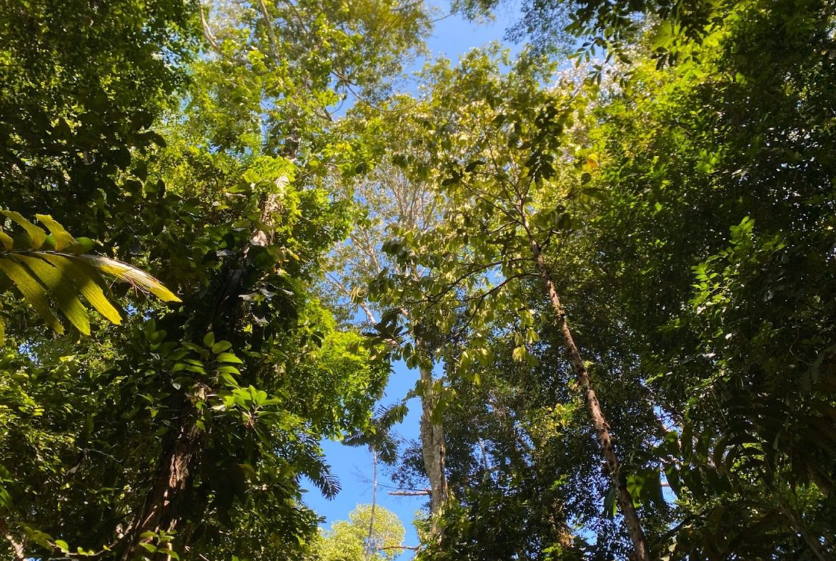 DEVELOPMENT MOUNTAIN  PROPERTY, IN PLATANILLO – 40.7 ACRES