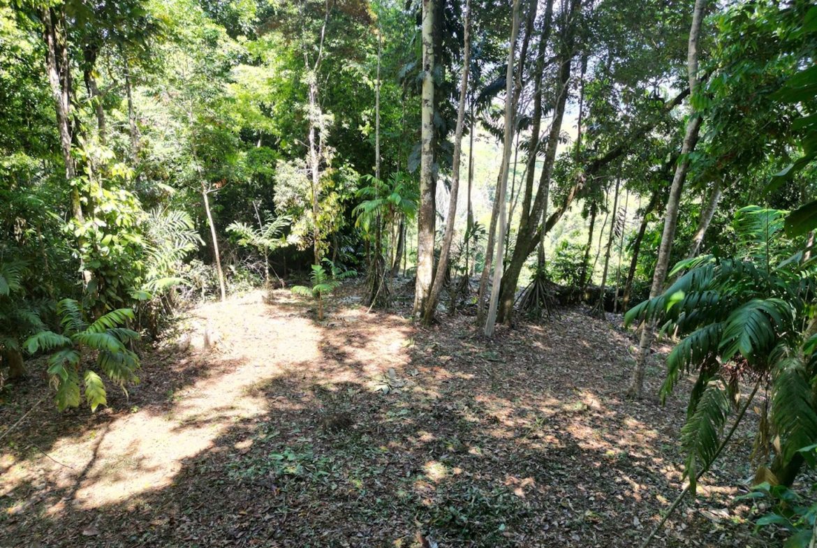 DEVELOPMENT MOUNTAIN  PROPERTY, IN PLATANILLO – 40.7 ACRES