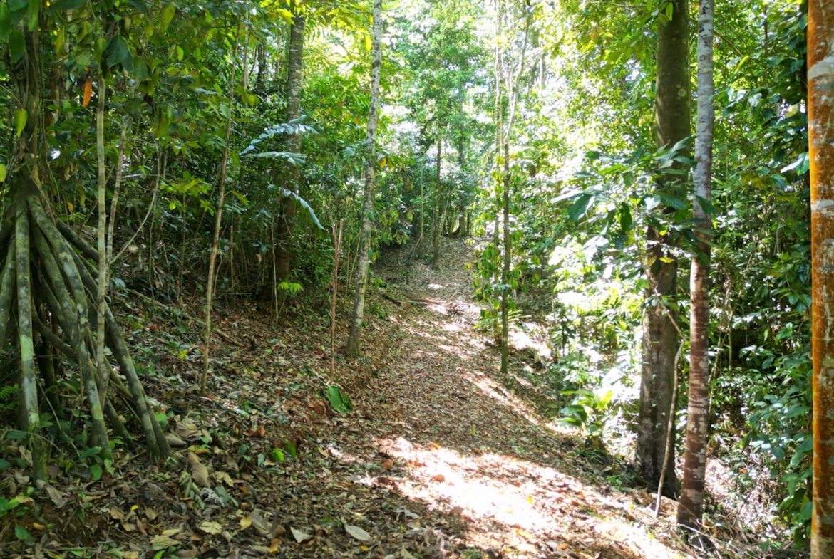 DEVELOPMENT MOUNTAIN  PROPERTY, IN PLATANILLO – 40.7 ACRES