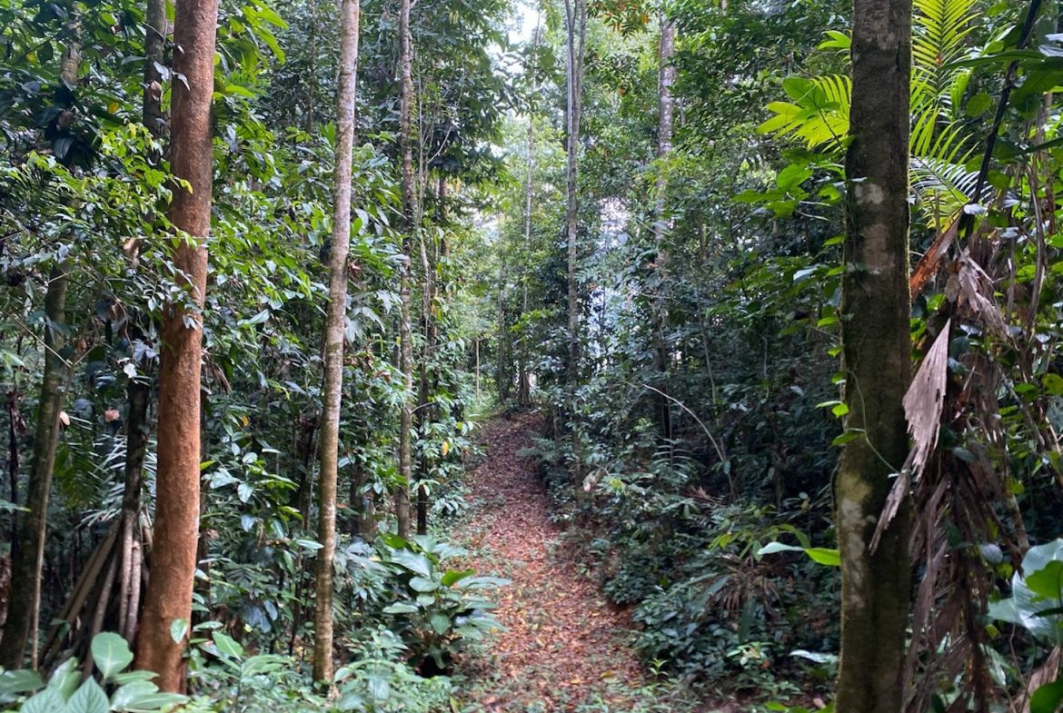 DEVELOPMENT MOUNTAIN  PROPERTY, IN PLATANILLO – 40.7 ACRES