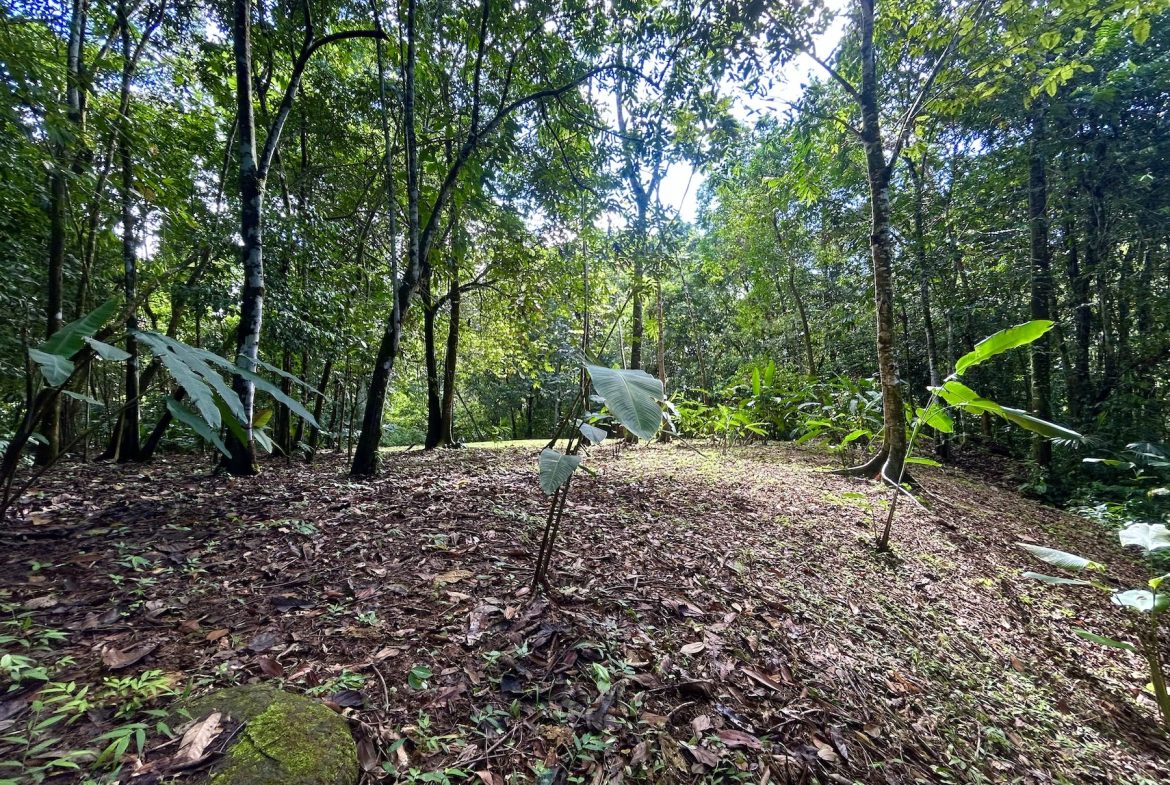 MOUNTAIN BUILDING PROPERTY WITH A CREEK, IN SAN JOSECITO – 5.9 ACRES