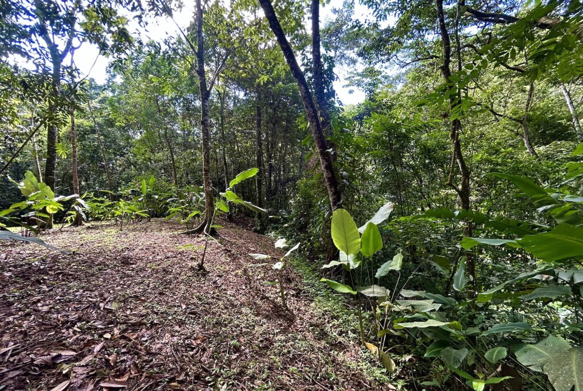 MOUNTAIN BUILDING PROPERTY WITH A CREEK, IN SAN JOSECITO – 5.9 ACRES