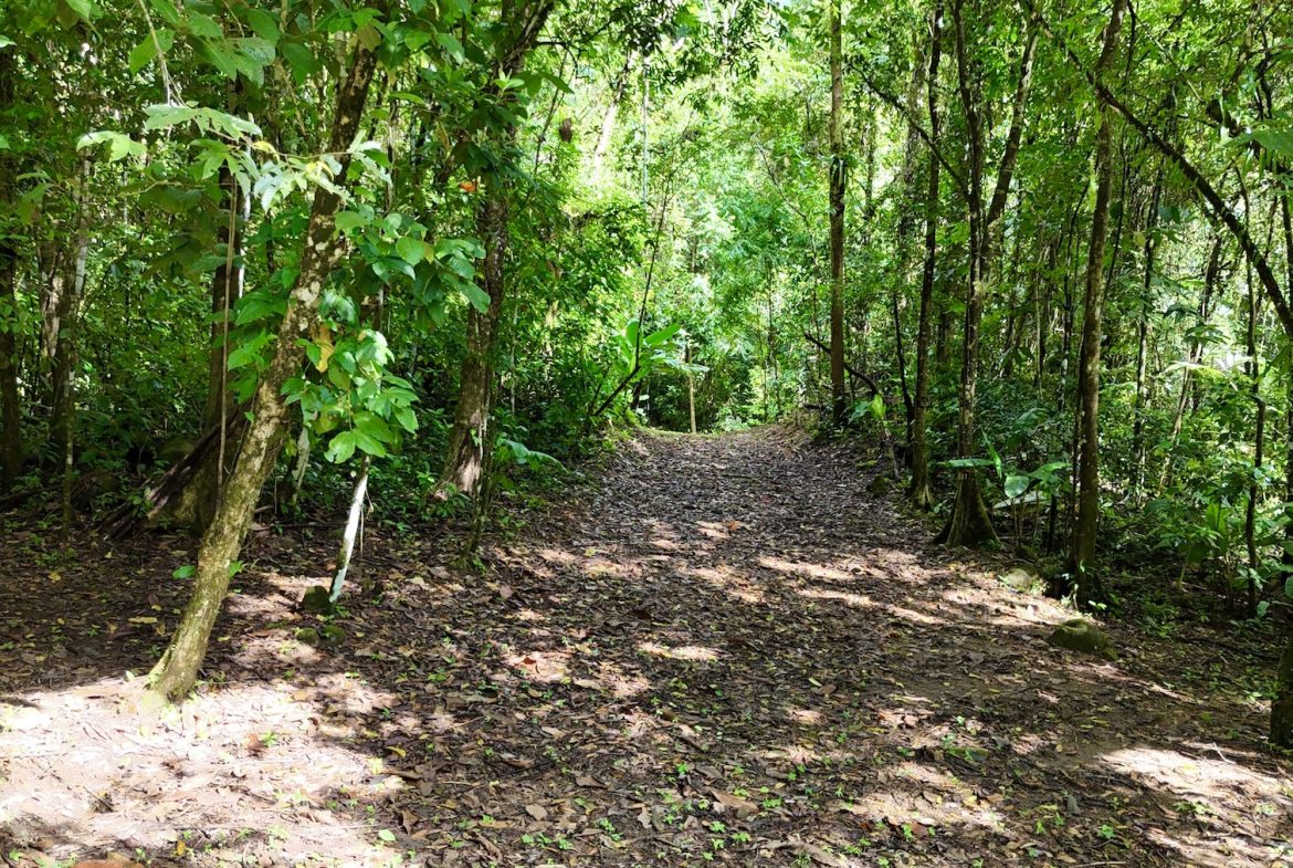 MOUNTAIN BUILDING PROPERTY WITH A CREEK, IN SAN JOSECITO – 5.9 ACRES