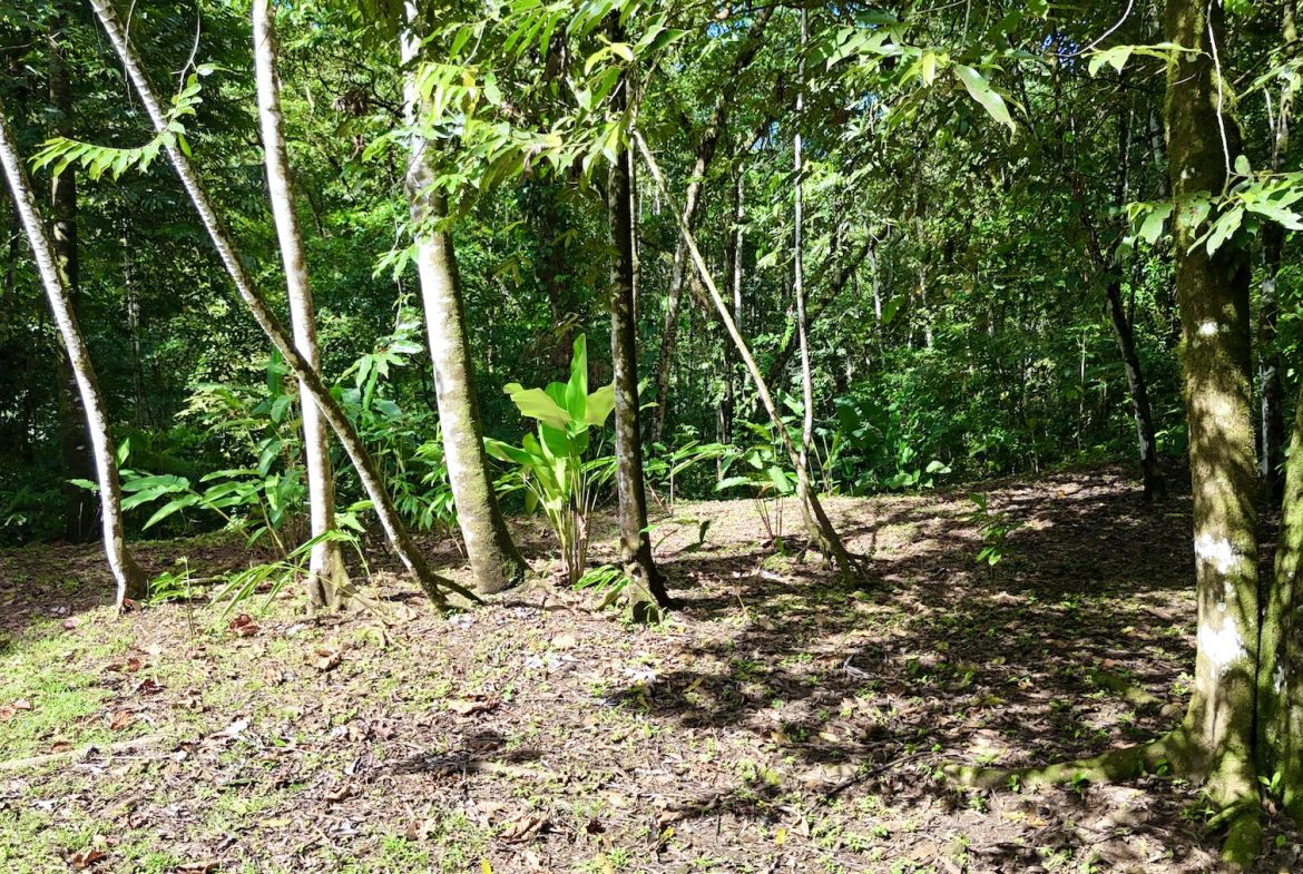 MOUNTAIN BUILDING PROPERTY WITH A CREEK, IN SAN JOSECITO – 5.9 ACRES