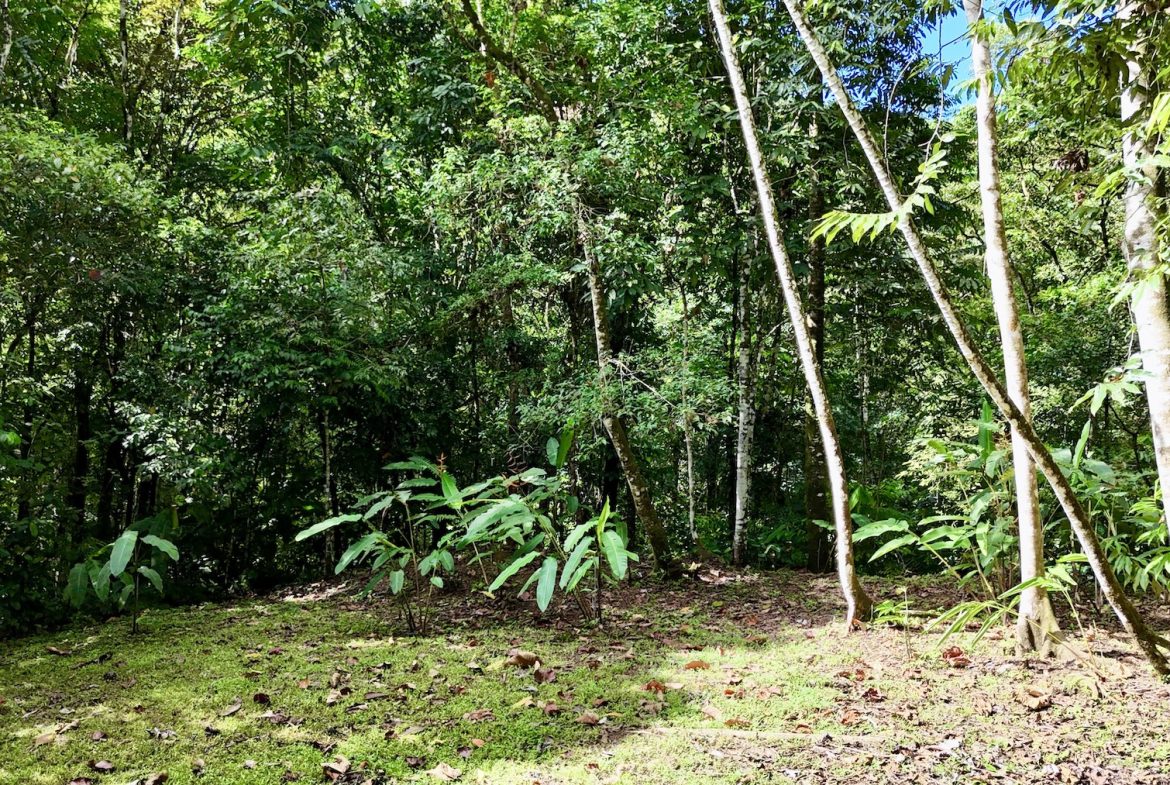 MOUNTAIN BUILDING PROPERTY WITH A CREEK, IN SAN JOSECITO – 5.9 ACRES
