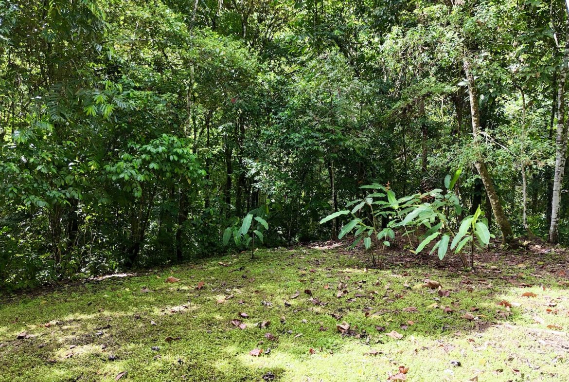 MOUNTAIN BUILDING PROPERTY WITH A CREEK, IN SAN JOSECITO – 5.9 ACRES