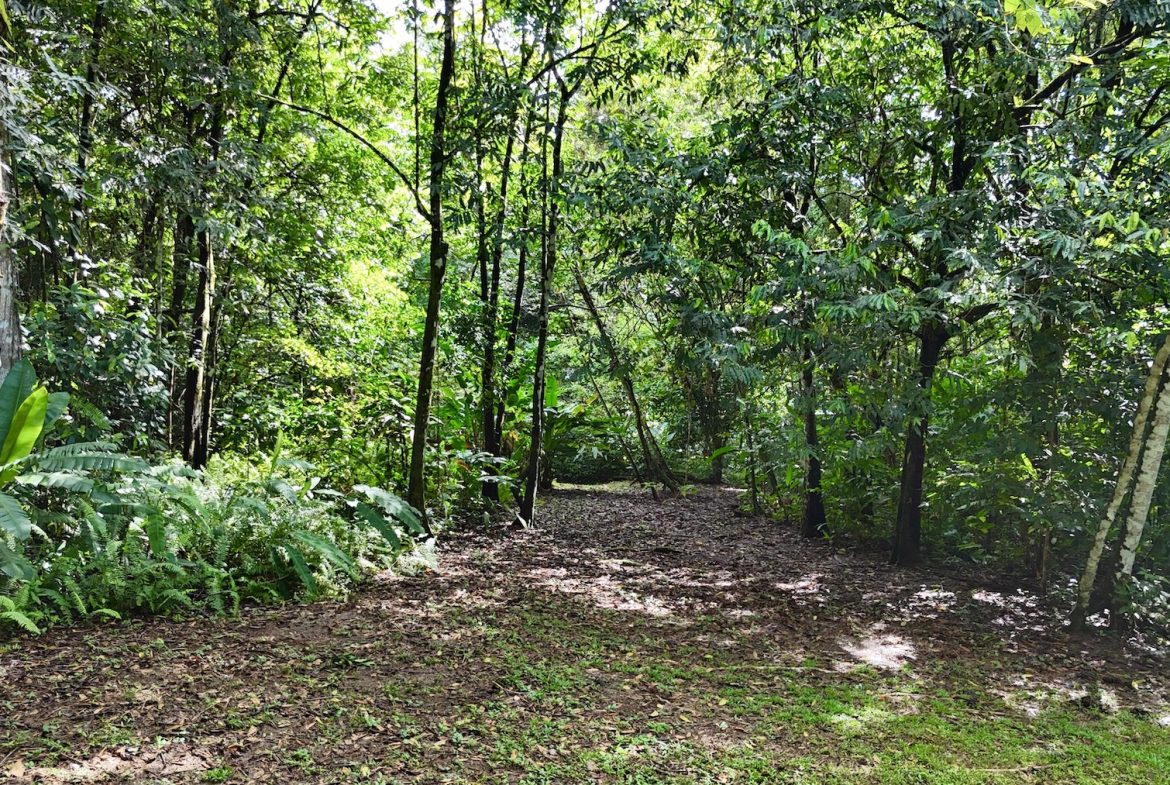 MOUNTAIN BUILDING PROPERTY WITH A CREEK, IN SAN JOSECITO – 5.9 ACRES