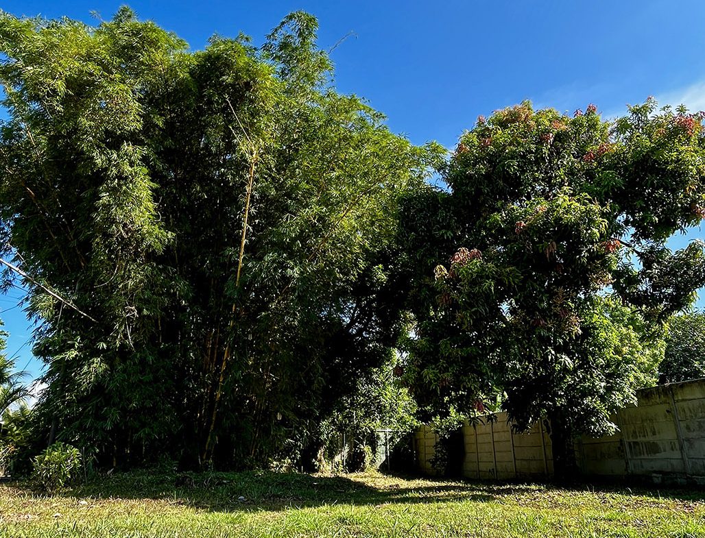 MAGICAL CORNER LOT IN UVITA w/ 8-MINUTE WALK TO NATIONAL PARK BEACH