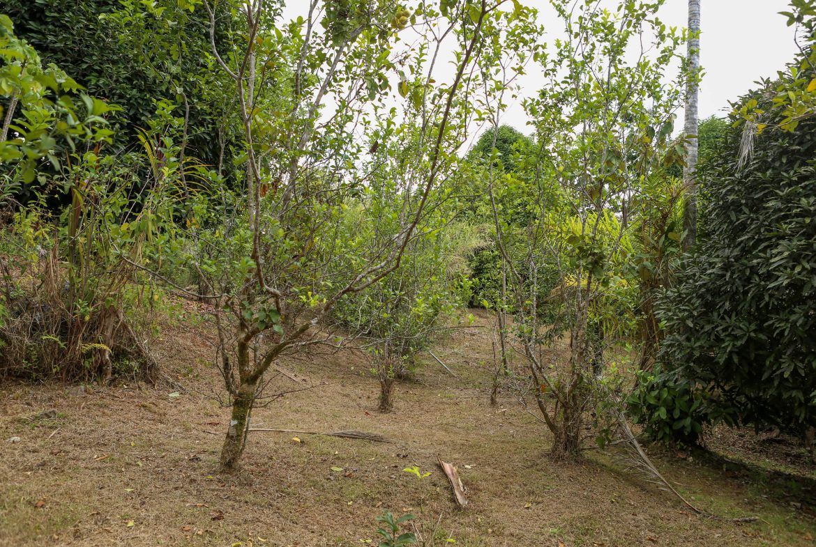 Majestic Ocean View Home With Solar & Mature Exotic Fruit Trees – 2.4 Acres