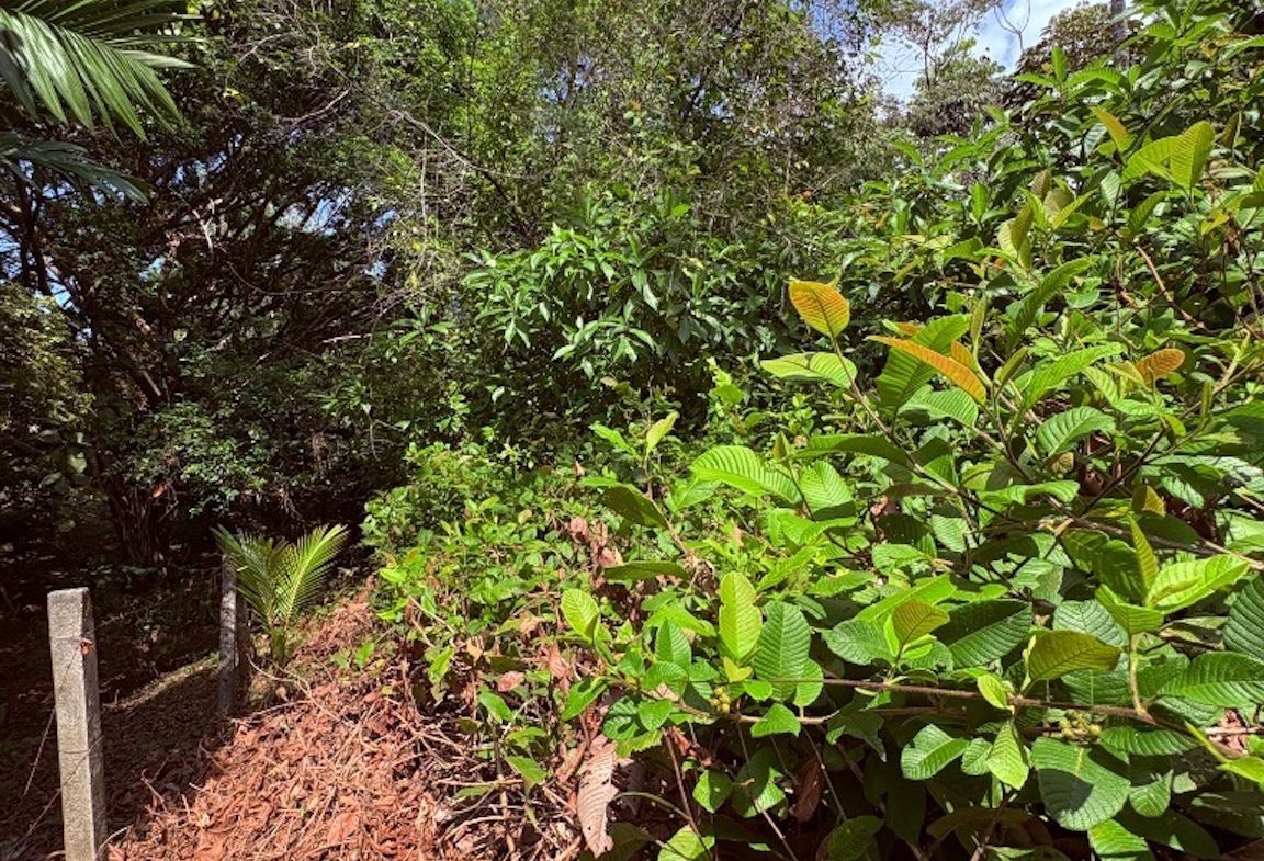 BUILDING PROPERTY WITH PUBLIC ROAD IN FRONT, IN OJOCHAL – 8.32 ACRES