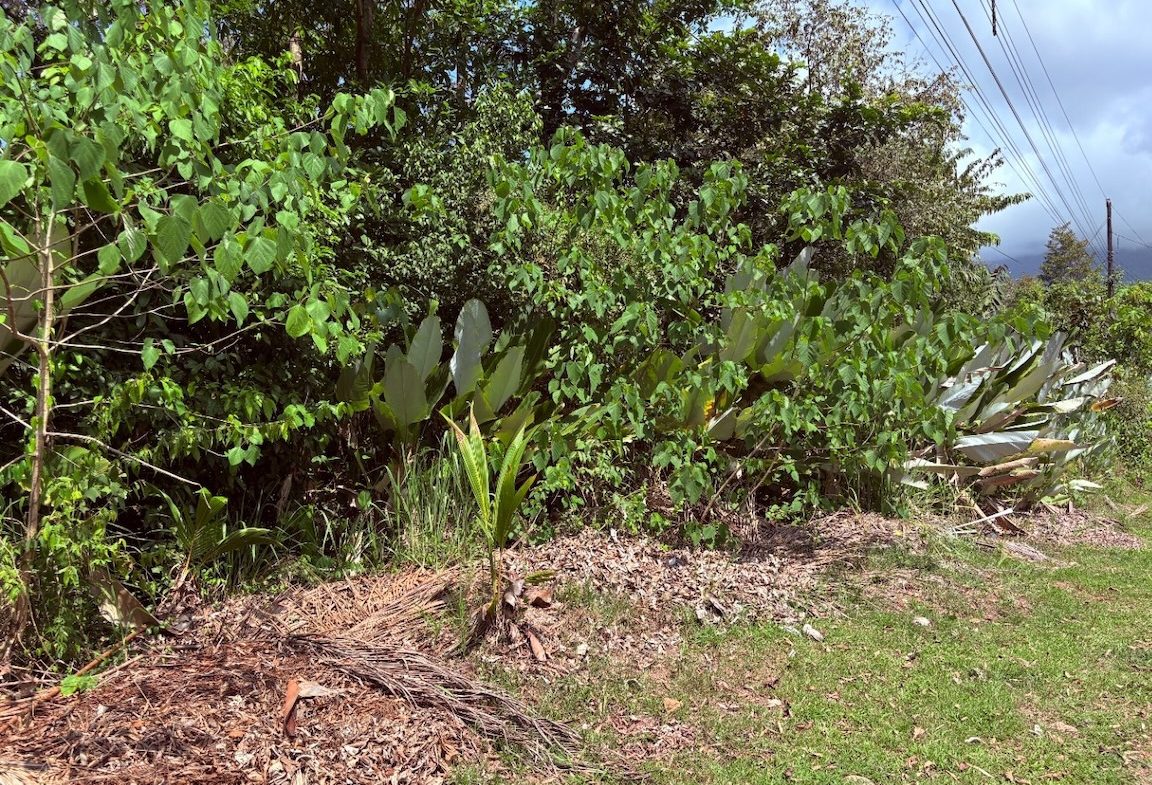 BUILDING PROPERTY WITH PUBLIC ROAD IN FRONT, IN OJOCHAL – 8.32 ACRES