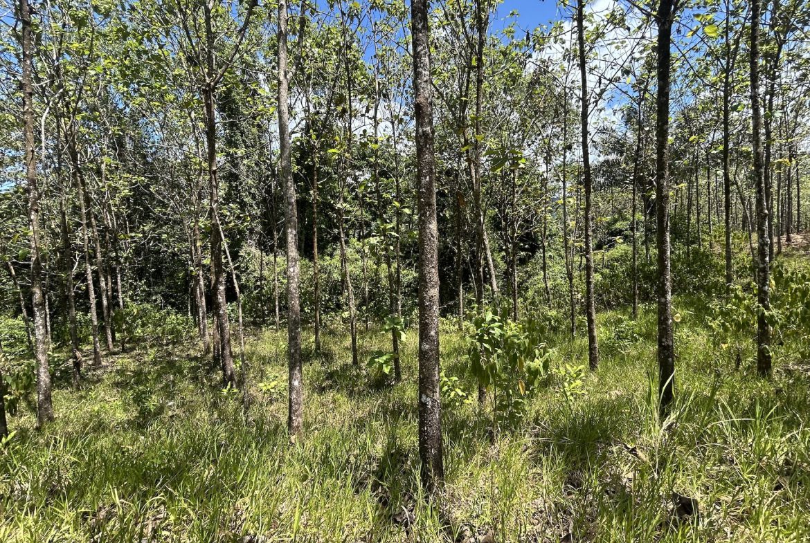 BUILDING PROPERTY WITH A CREEK, IN MATAPALO – 1.24 ACRES