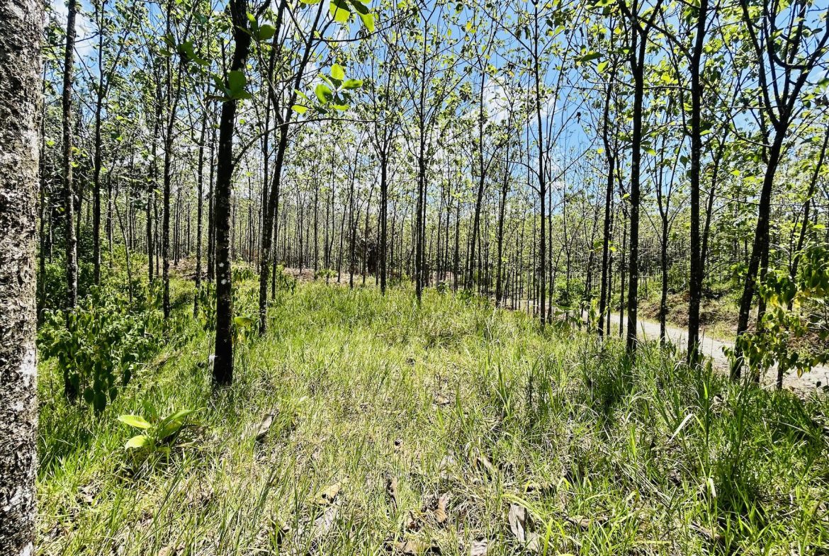 BUILDING PROPERTY WITH A CREEK, IN MATAPALO – 1.24 ACRES