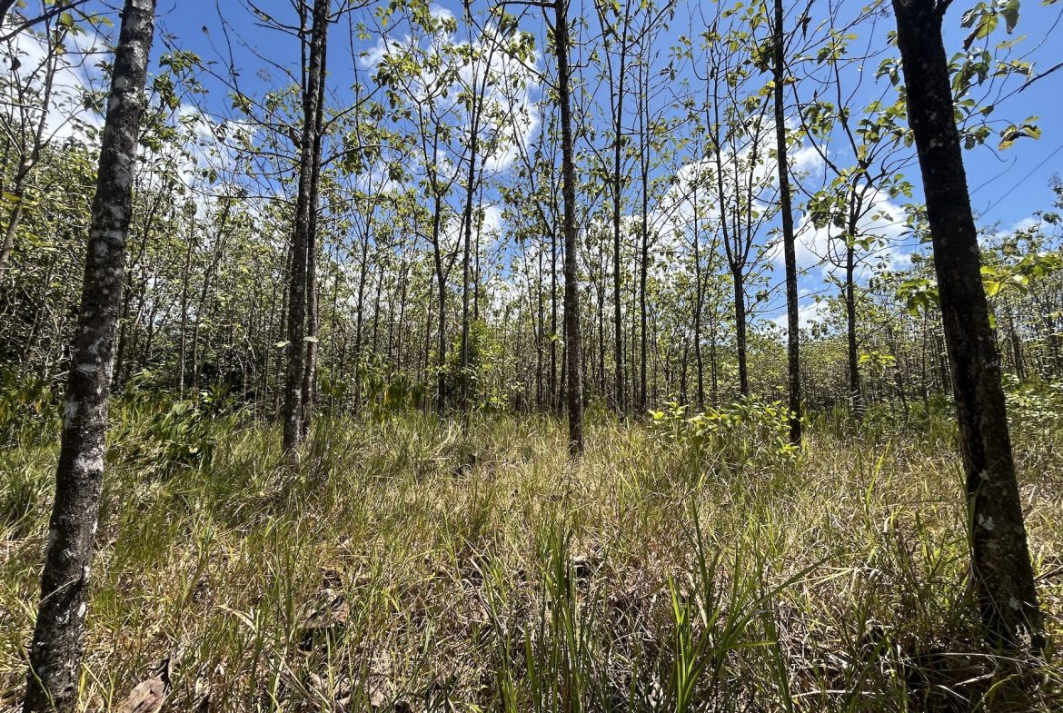 BUILDING PROPERTY WITH A CREEK, IN MATAPALO – 1.24 ACRES