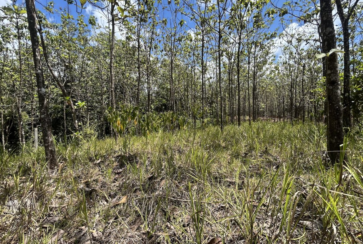 BUILDING PROPERTY WITH A CREEK, IN MATAPALO – 1.24 ACRES