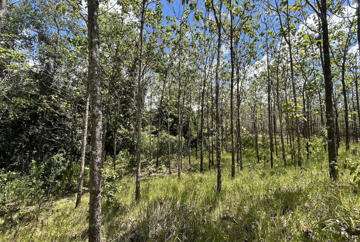 BUILDING PROPERTY WITH A CREEK, IN MATAPALO – 1.24 ACRES