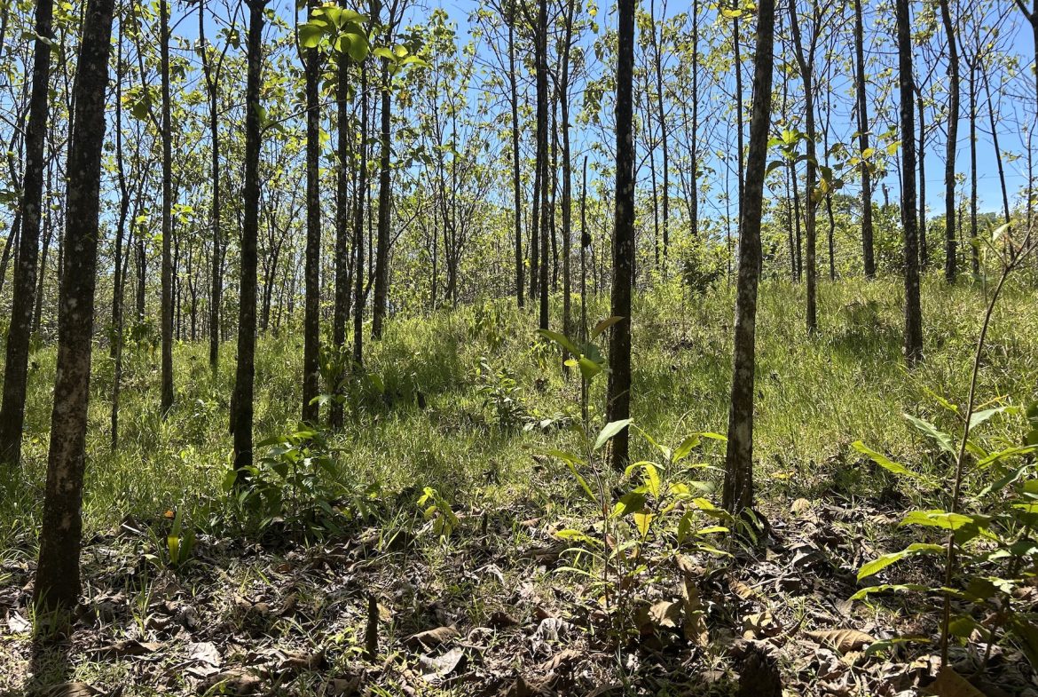 BUILDING PROPERTY WITH A CREEK, IN MATAPALO – 1.24 ACRES