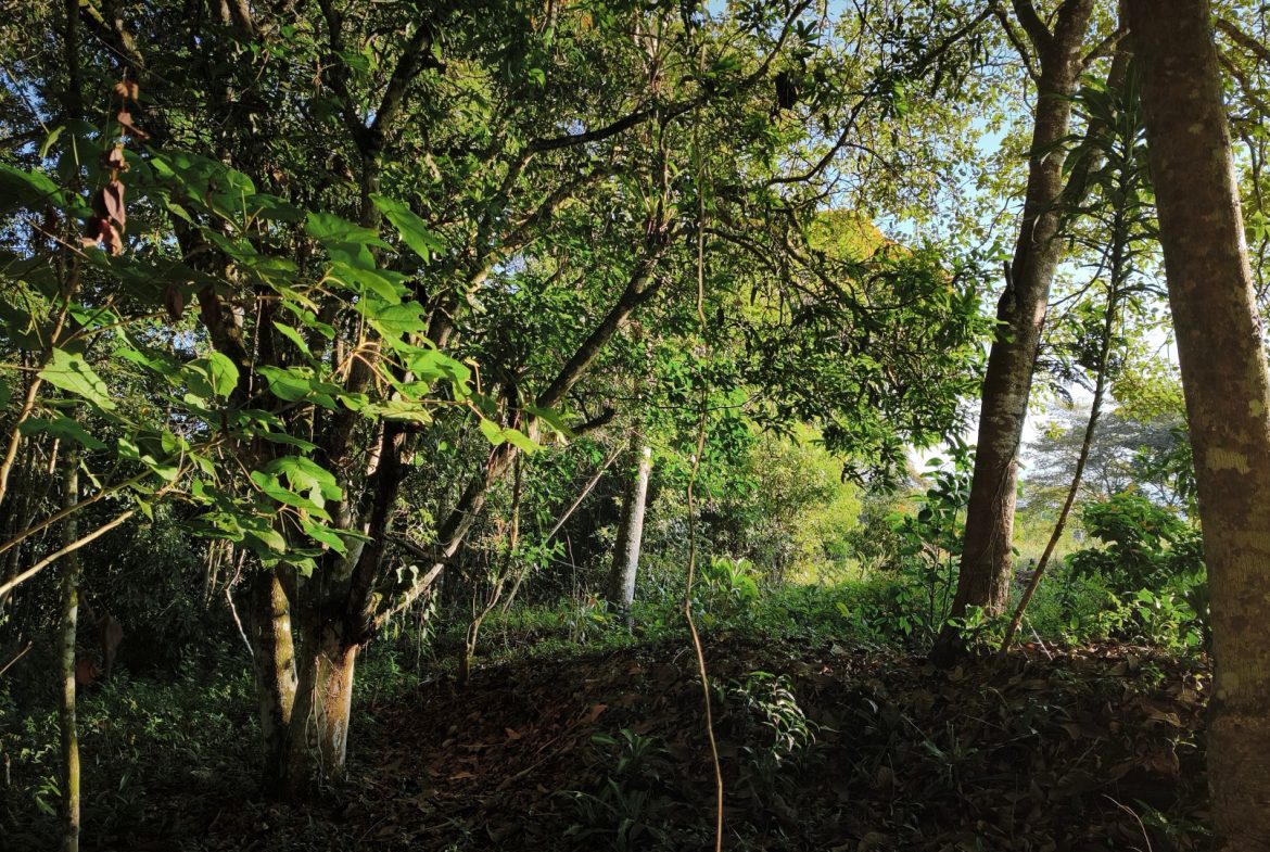 RARE 3.1-ACRE OPPORTUNITY NEAR SAN ISIDRO — PRIME FOR RESIDENTIAL OR COMMERCIAL DEVELOPMENT