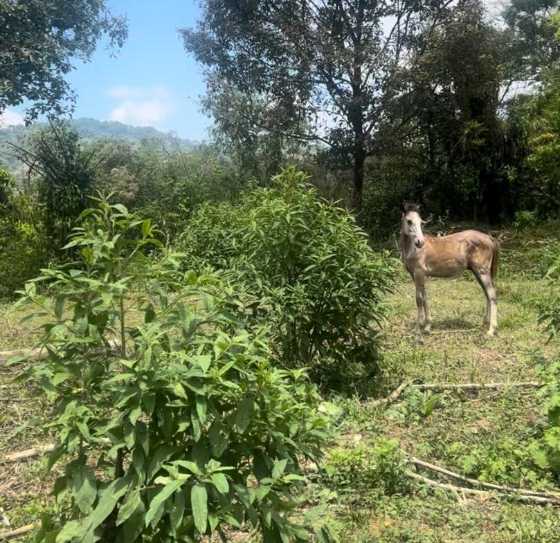 RIVER FRONT, WATERFALLS AND LAGOONS  WITH PRIMARY FOREST  AND OCEAN VIEW WINDOW -598 ACRES RANCH