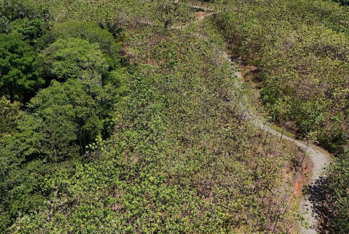 BUILDING PROPERTY WITH A CREEK, IN MATAPALO – 1.24 ACRES