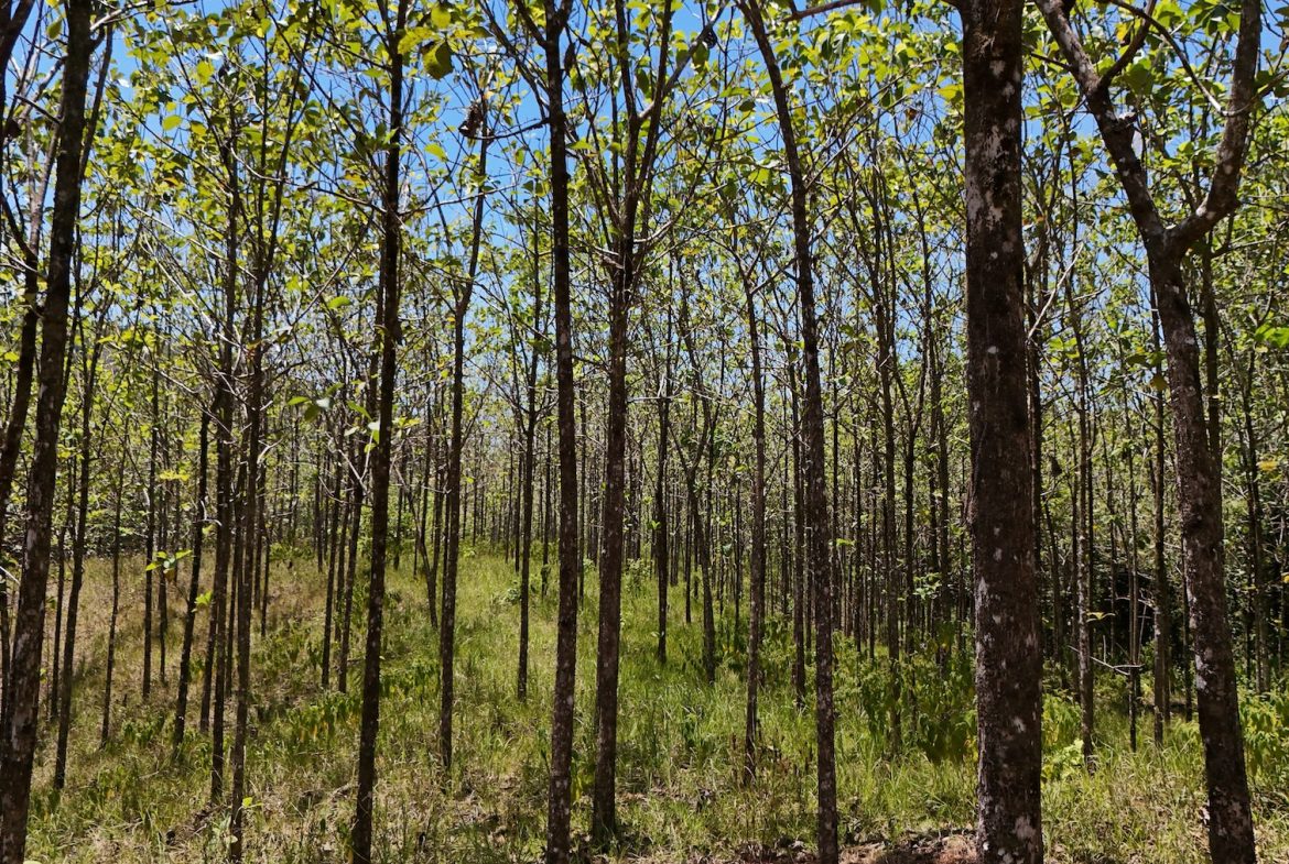 BUILDING PROPERTY WITH A CREEK, IN MATAPALO – 1.24 ACRES