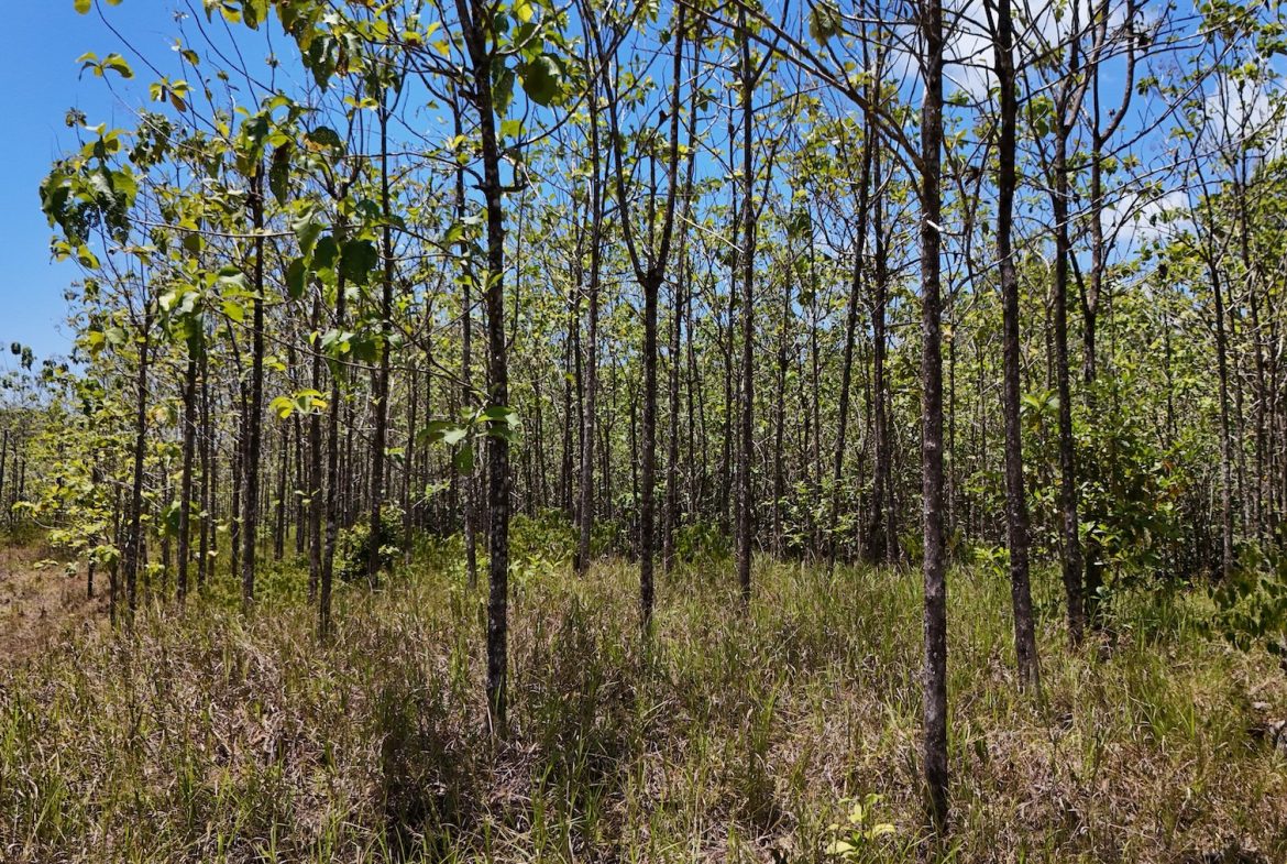 BUILDING PROPERTY WITH A CREEK, IN MATAPALO – 1.24 ACRES