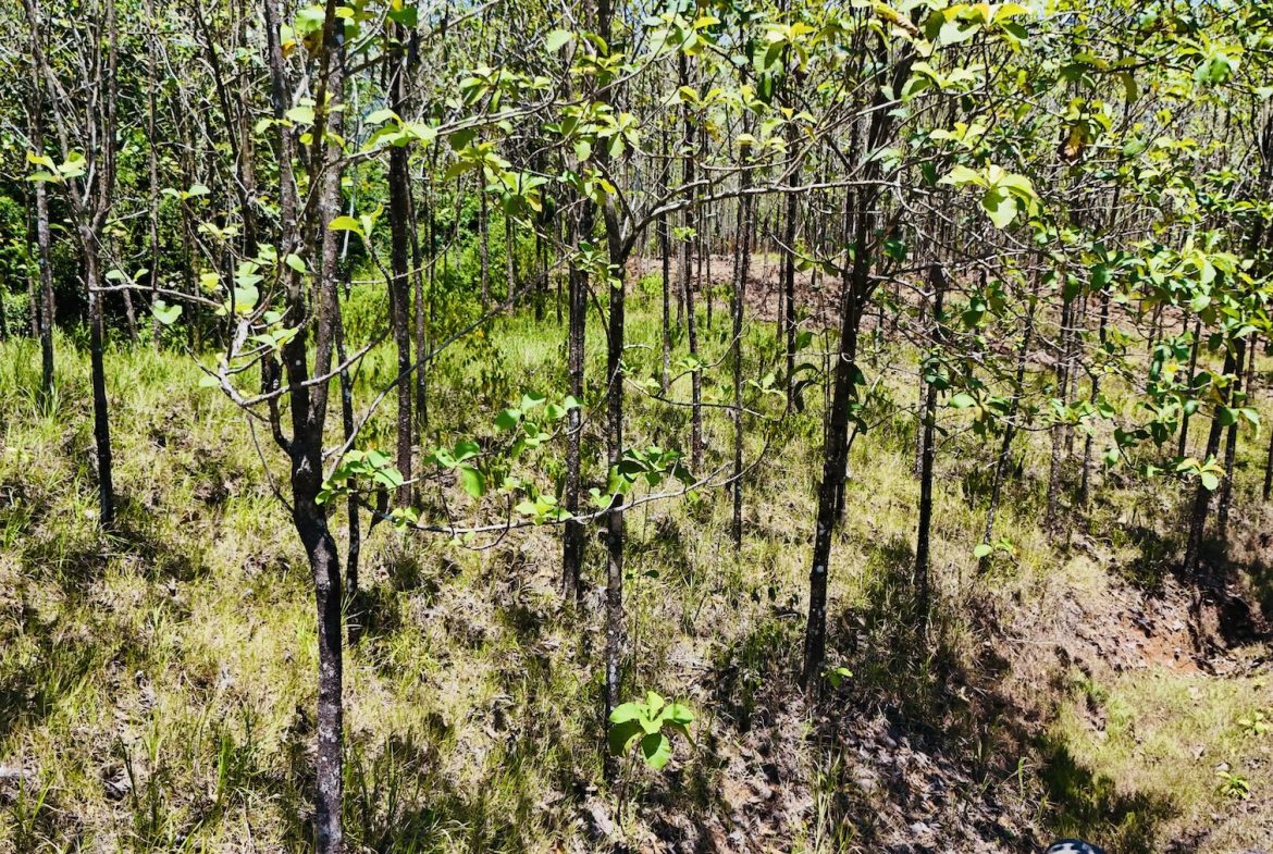 BUILDING PROPERTY WITH A CREEK, IN MATAPALO – 1.24 ACRES