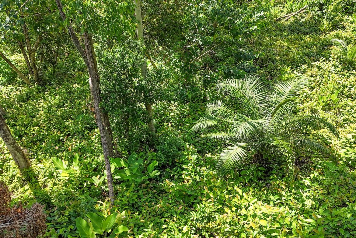 BUILDING PROPERTY WITH MOUNTAIN VIEWS, IN OJOCHAL – 5.75 ACRES