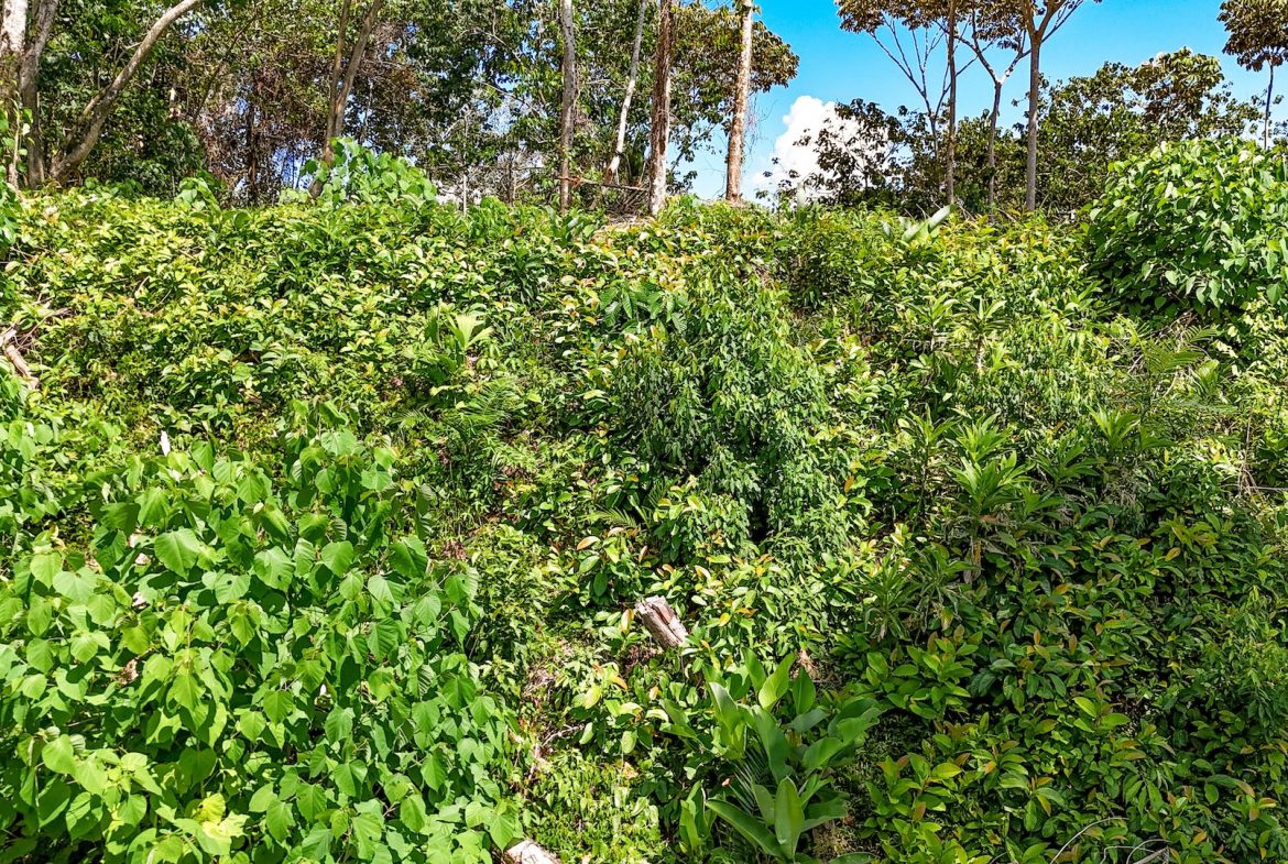 BUILDING PROPERTY WITH MOUNTAIN VIEWS, IN OJOCHAL – 5.75 ACRES