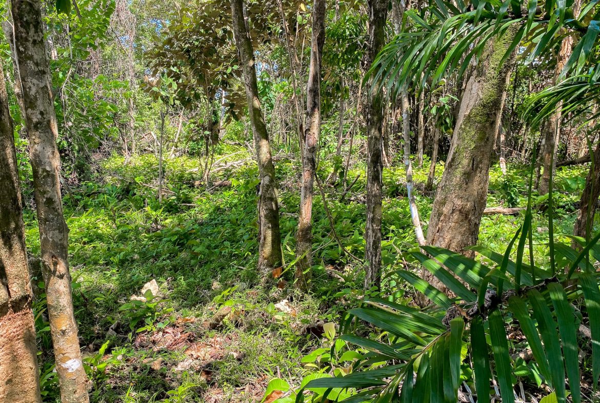 BUILDING PROPERTY WITH MOUNTAIN VIEWS, IN OJOCHAL – 5.75 ACRES