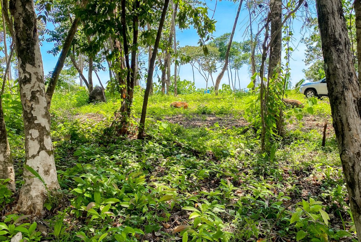 BUILDING PROPERTY WITH MOUNTAIN VIEWS, IN OJOCHAL – 5.75 ACRES