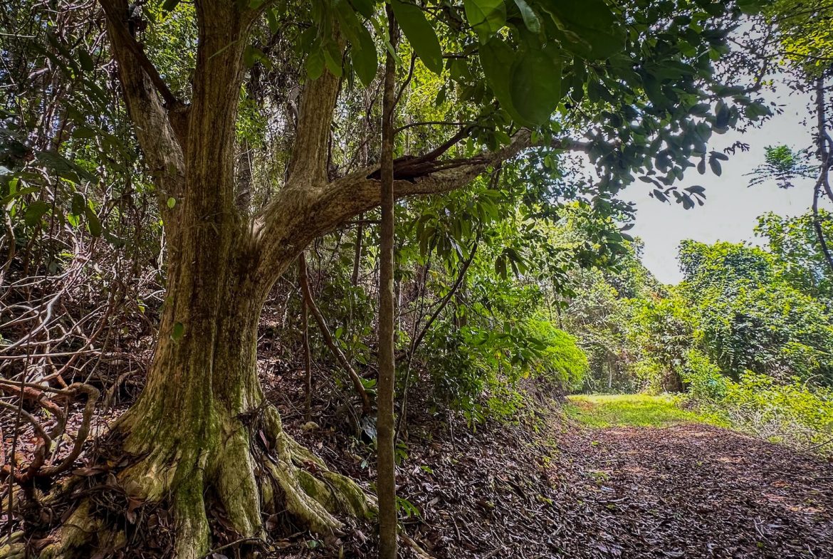 BUILDING PROPERTY WITH PANORAMIC OCEAN AND VALLEY VIEWS, IN SANTA JUANA PLATANILLO – 136 ACRES