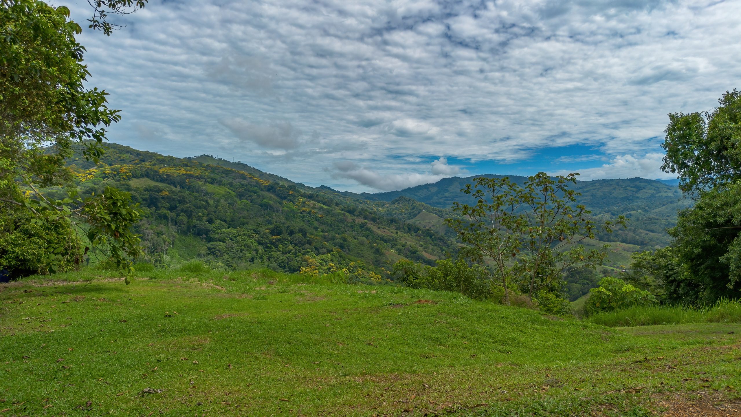 BZ-S&AU _ PLATANILLO -23 (1)