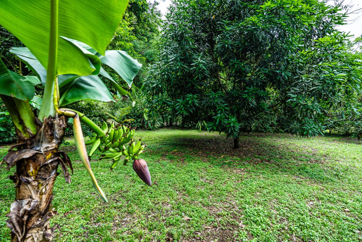 OASIS PROPERTY WITH THREE BEDROOMS NEAR TO THE RIVER, IN BARU – 0.69 ACRES