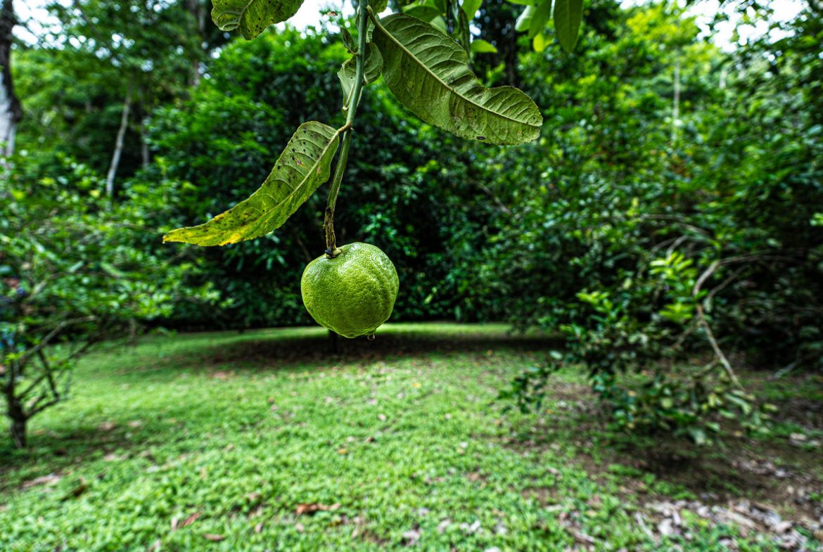 OASIS PROPERTY WITH THREE BEDROOMS NEAR TO THE RIVER, IN BARU – 0.69 ACRES