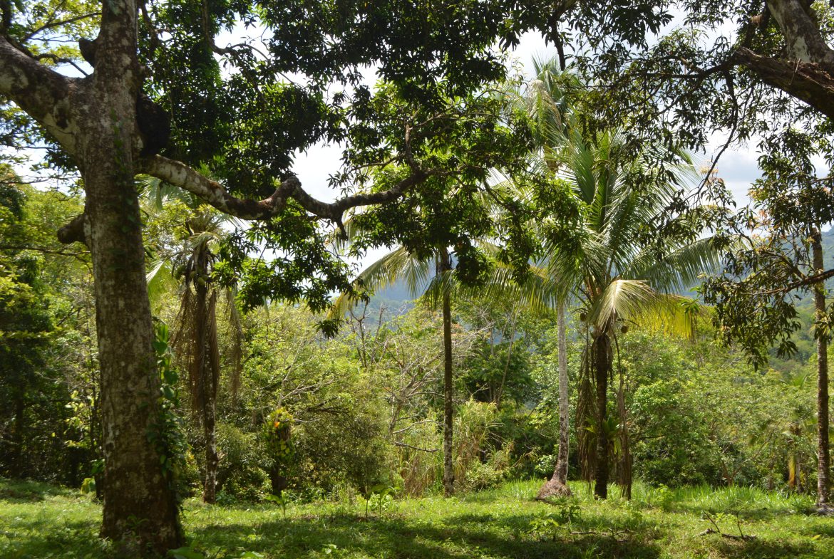 BUILDING PROPERTY WITH MOUNTAIN VIEWS AND NEAR TO THE WATERFALL, IN SILENCIO SAVEGRE – 42.4 ACRES