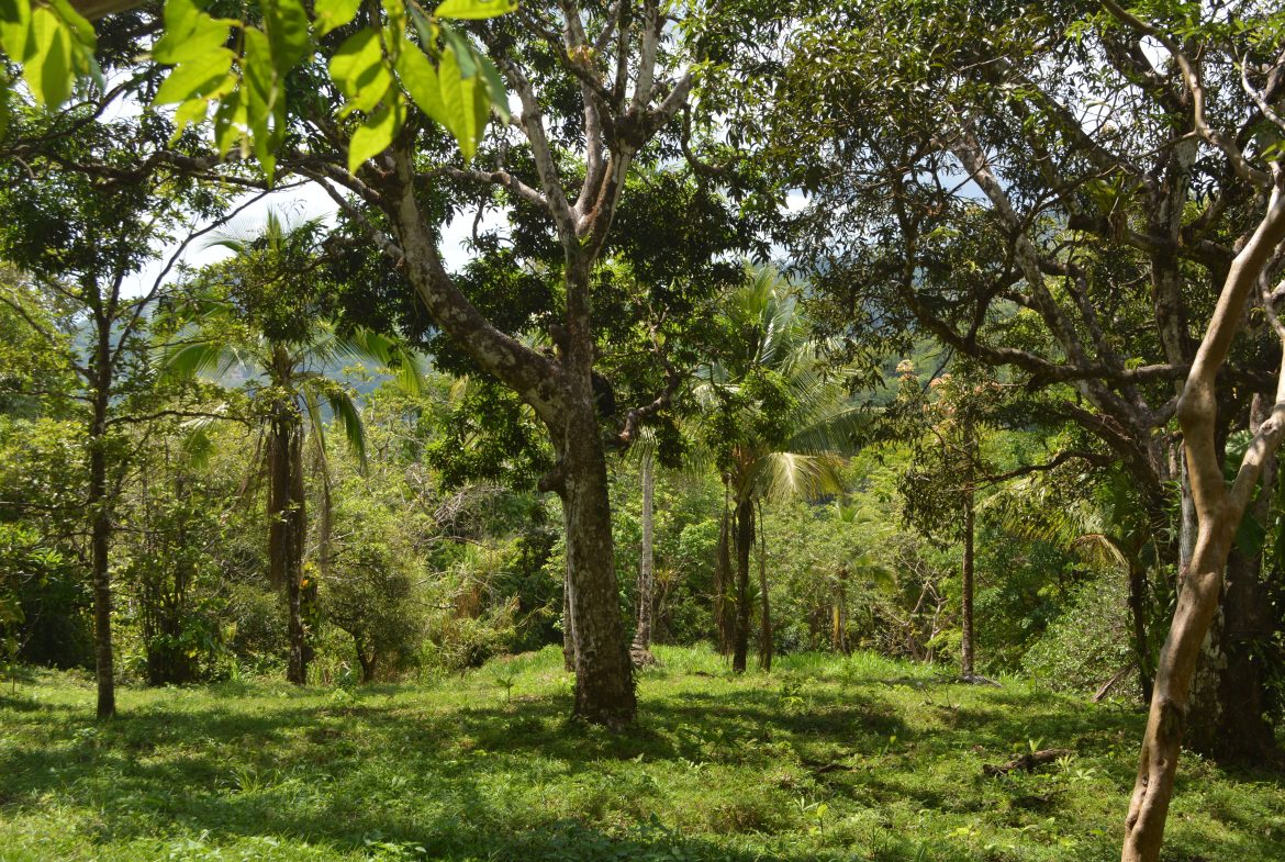 BUILDING PROPERTY WITH MOUNTAIN VIEWS AND NEAR TO THE WATERFALL, IN SILENCIO SAVEGRE – 42.4 ACRES