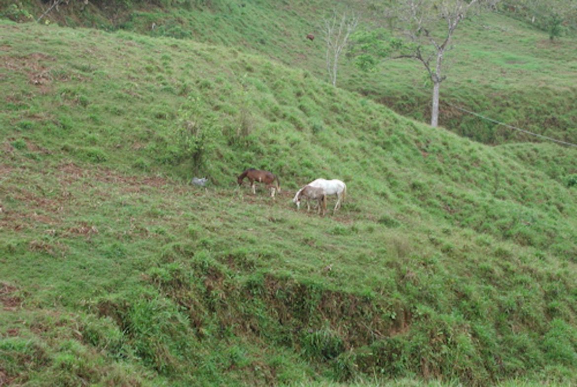 PRIVATE MOUNTAIN SANCTUARY WITH WATERFALLS, RIVER ACCESS AND FOREST – 40 ACRES
