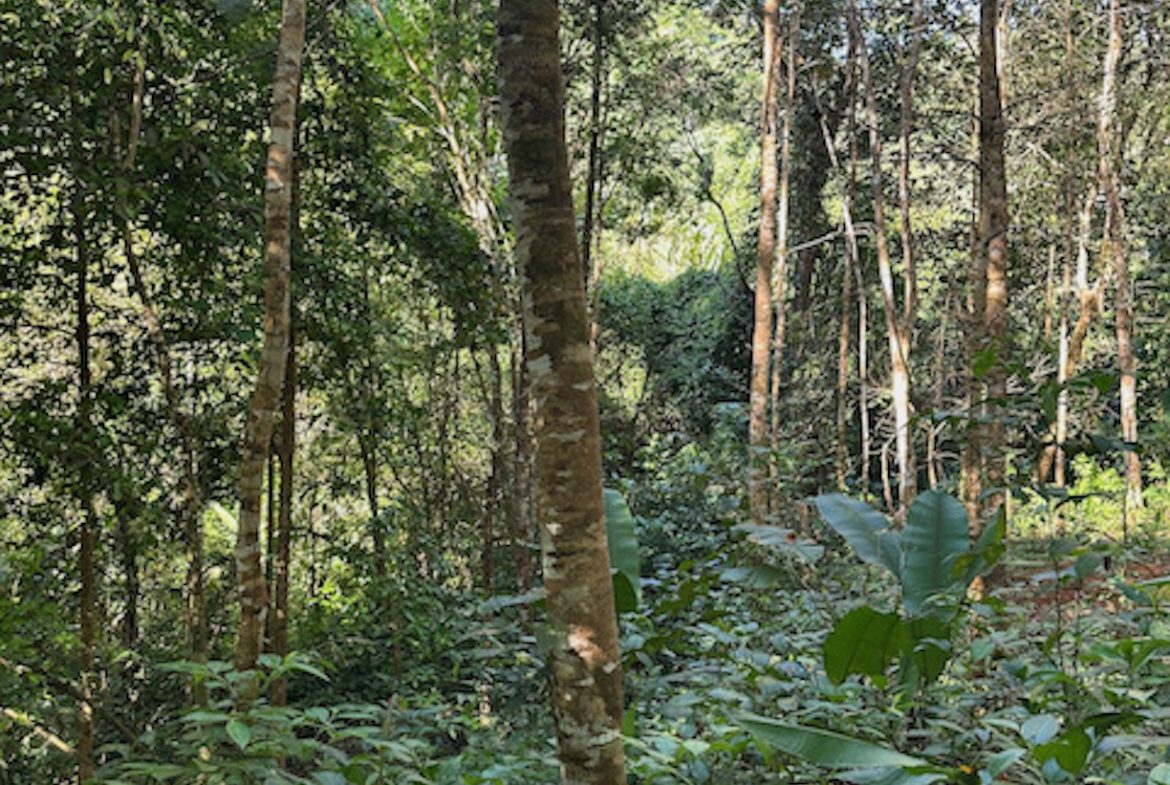 PRIVATE MOUNTAIN SANCTUARY WITH WATERFALLS, RIVER ACCESS AND FOREST – 40 ACRES