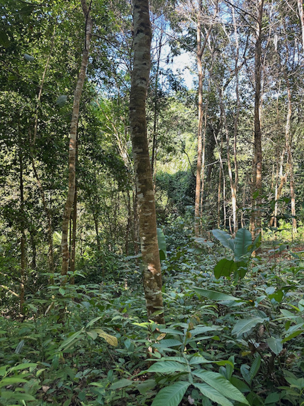 Reforestation trees 2025