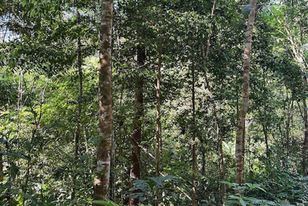 PRIVATE MOUNTAIN SANCTUARY WITH WATERFALLS, RIVER ACCESS AND FOREST – 40 ACRES