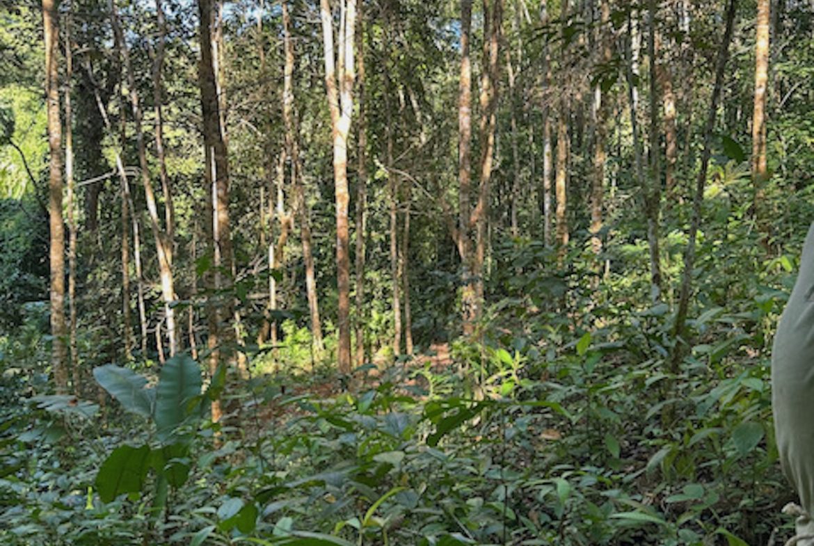 PRIVATE MOUNTAIN SANCTUARY WITH WATERFALLS, RIVER ACCESS AND FOREST – 40 ACRES