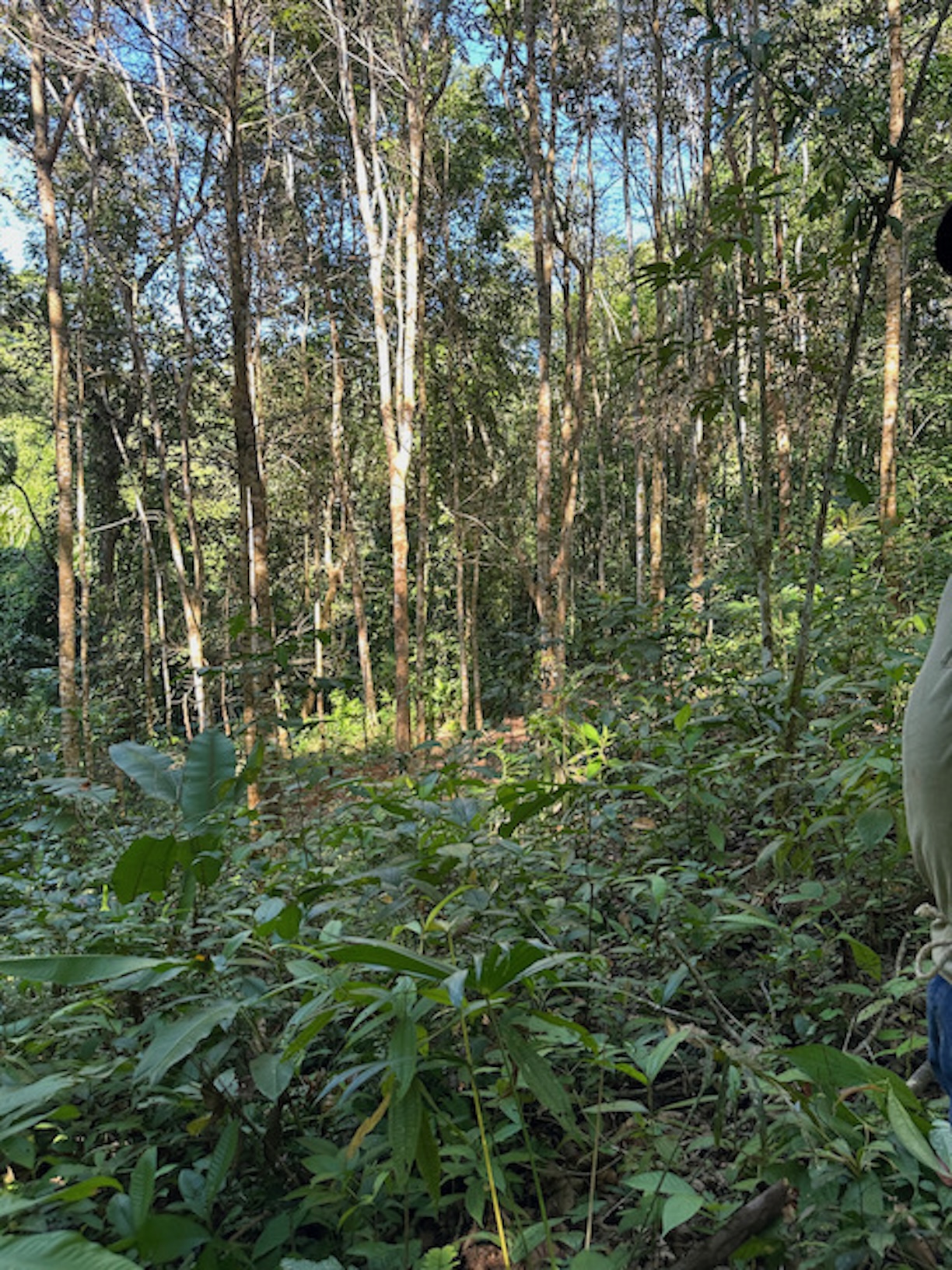 Reforestation trees 2025