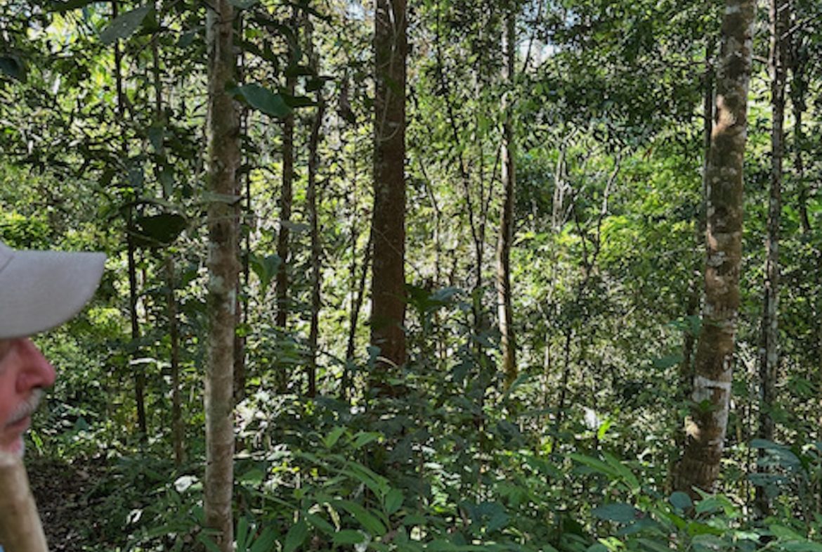 PRIVATE MOUNTAIN SANCTUARY WITH WATERFALLS, RIVER ACCESS AND FOREST – 40 ACRES